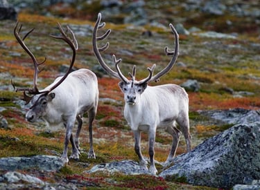 Norwegian Arctic Expedition — Norway