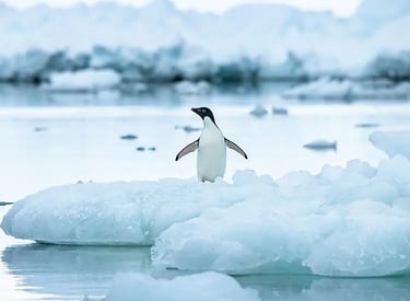 Penguin Expedition Cruise — Antarctica
