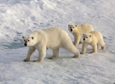 Polar Bear Tundra Expedition — Canada