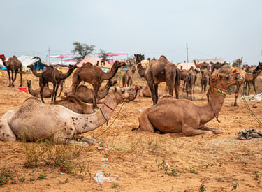 A herd of dromedary camels resting in the desert sand at the Pushkar Camel Fair in Rajasthan, India.