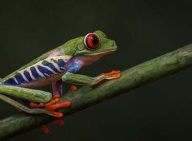 A vibrant red-eyed tree frog with orange feet perches on a green branch against a dark background.