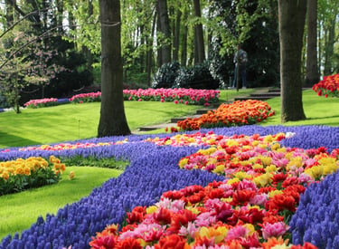 Vibrant rows of red, yellow, and purple tulips blooming in a lush green garden at Keukenhof park.