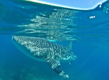 Whale Shark Snorkeling — Philippines