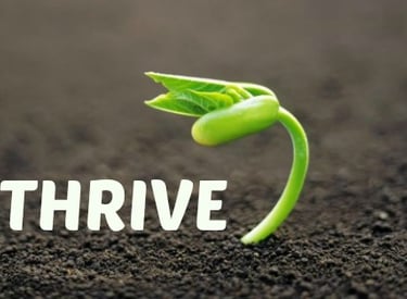 Image of a seedling growing with  the word THRIVE