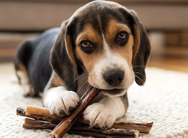 A tricolor Beagle puppy lying on a rug chewing on natural beef pizzle dog treats.
