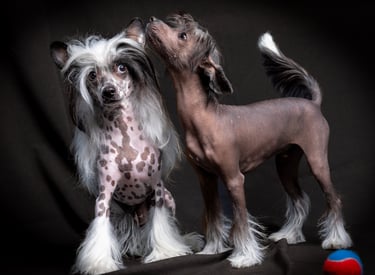 two dogs are standing next to each other