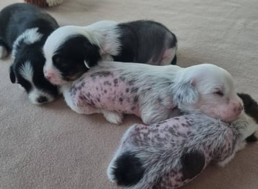 a group of puppies that are laying on the floor
