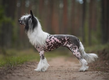 Mano Ponis Isadora Grakstuole FCI