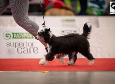 JCH. Elliniko Dream Of Coffee Fci