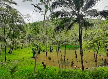 The nature lake in our farm