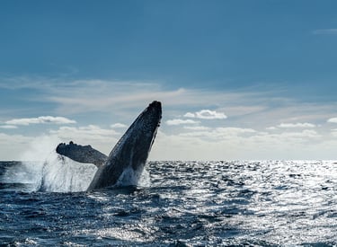 Actividades en el mar
