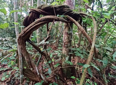 Ayahuasca Pflanze in natürlicher Dschungel Umgebung