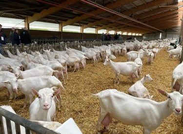 a herd of goats in a barn with a man standing in the hay