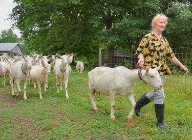 venta de cabras lecheras de la mejor genética