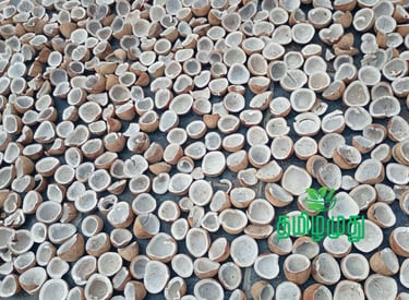 Solar dried copra for Tamilamuthu Pollachi cold pressed coconut oil