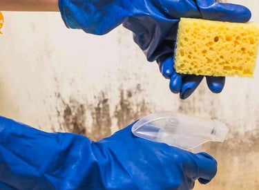 Ottawa Mold Removal - Mould Removal Ottawa