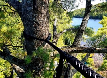 arbre tenu par des sangles 