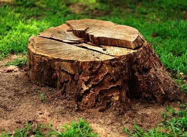 souche d'un arbre rognée