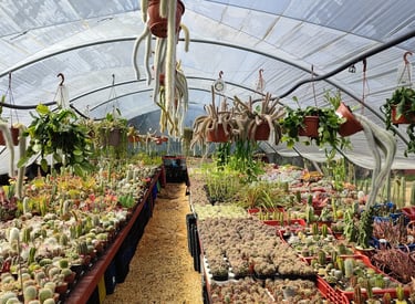 invernadero cactus las arenas