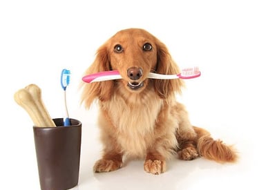 Dog with toothbrush