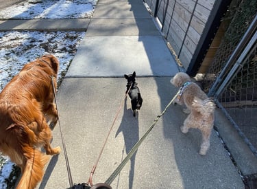 Dog Walking service Chicago