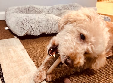 dog playing with sticks