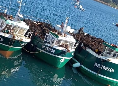 Three seaweed boats loaded with Laminaria hyperborea after the tide at Plouguerneau, Brittany