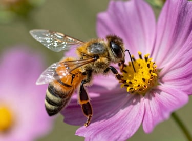 A serene bee-themed wellness cabin surrounded by soft honey-gold light and natural greenery.