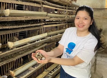 trứng chim cút bóc sẵn Đông Anh, Hà Nội, chim cút thịt, chim câu thịt giá sỉ