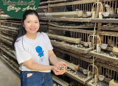 Trứng chim cút bóc sẵn, giải pháp cho bếp ăn, nhà hàng Đông Anh, Hà Nội