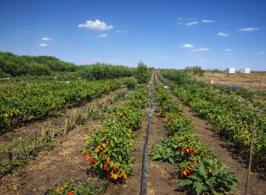 a field of peppers on a sunny day