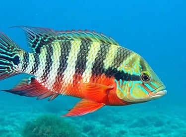 peixe-tilapia-colorida-fundo-rio-imagem-tipo-webp.