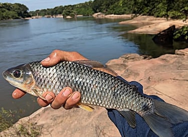 peixe-piau-tres-pintas-do-rio-araguaia-ao-fundo-pedral-imagem-tipo-webp