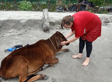 A woman in a red shirt petting a brown sacred cow resting on a sandy beach in Rishikesh, India.