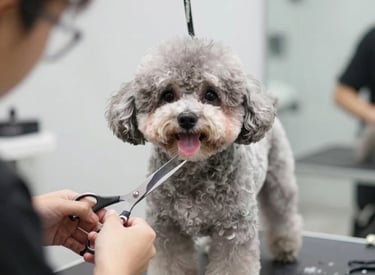 A well-groomed cat with a neat haircut sitting calmly on a grooming table.