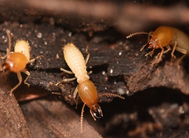 Macro photo of Coptotermes formosanus worker and soldier termites in a nest.
