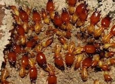 Macro photo of Macrotermes gilvus termites, showing large soldiers with dark red heads and powerful 