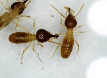 Macro photo of Nasutitermes termites showing the specialized nasute head of the soldiers.