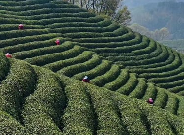 Xinyang Maojian green tea leaves