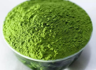 Xinyang Maojian green tea leaves