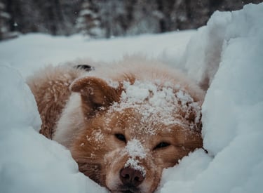 husky