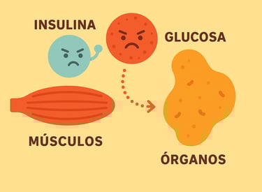glucosa que no entra en músculos y organos