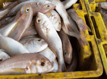 Valorisation des circuits courts