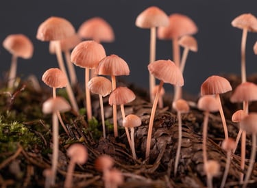Mycena rosella nature identical fungus models made by sebastian brandt