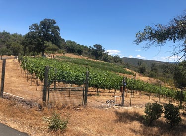 A vineyard on a hillside surrounded by trees and a fence.