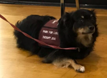 a dog wearing a vest and a vest with a vest and a vest with a