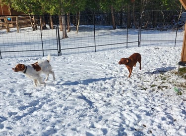 two dogs are running in the snow at Little Britain Pet Resort
