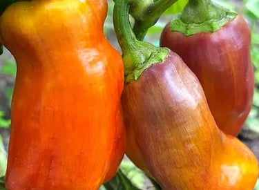 BLOT SWEET HEIRLOOM PEPPERS