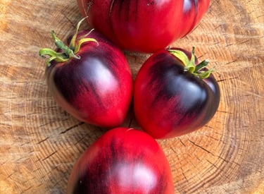 KAS 21 tomato with clusters of smooth, round, bright red tomatoes, a high-yield variety valued for its disease resistance
