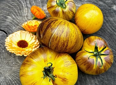 Rebel Starfighter Kayleigh Anne